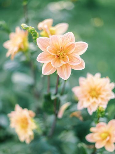 élégant petit dahlias de jardin couleur abricot