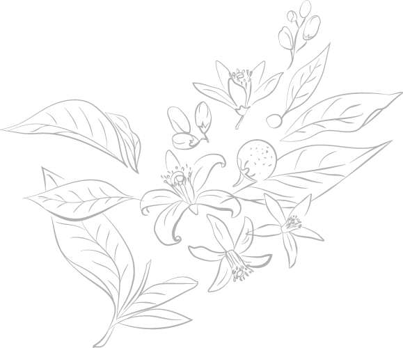 Dessin logo de fleurs et feuille d'oranger néroli
