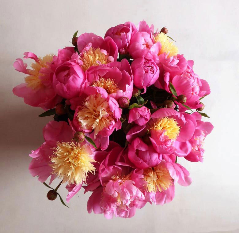 Bouquet de pivoines fuchsias au cœur jaune, Bowl of beauty